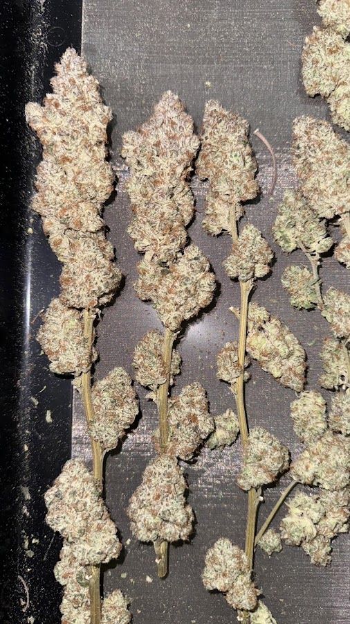 KoTuk Cannabis Shop(ร้านกัญชา) storefront