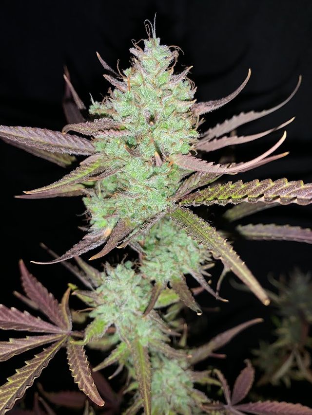 Gun Cannabis farm ฟาร์มกัญชาพัทลุง storefront
