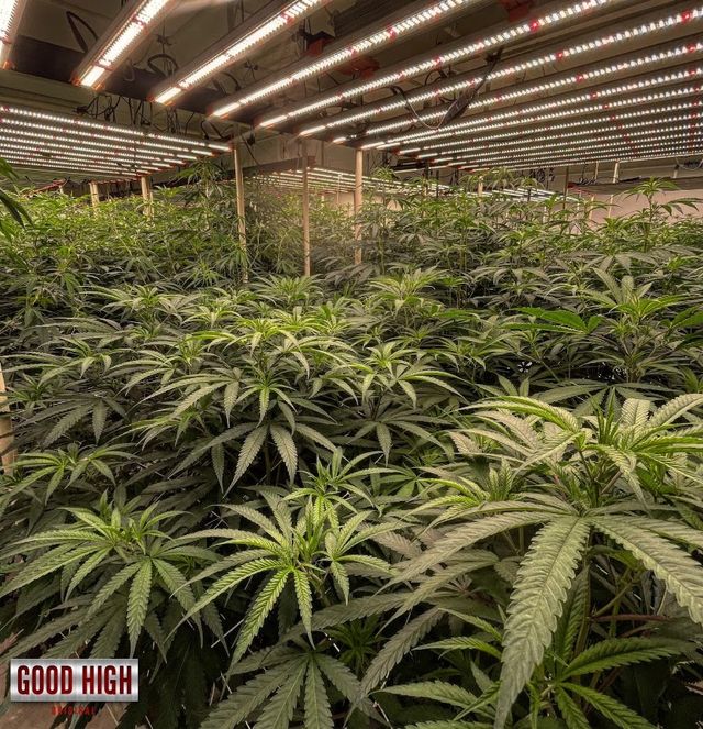 GOOD HIGH CANNABIS ร้านกัญชาใกล้ฉัน storefront