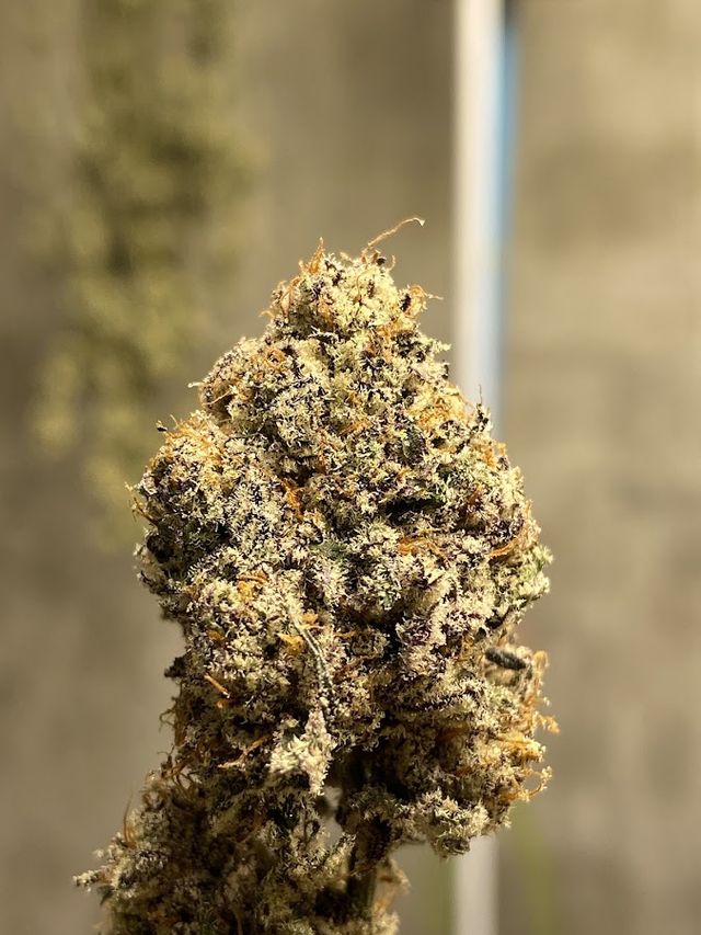 Cannabis Super Jack Farm storefront
