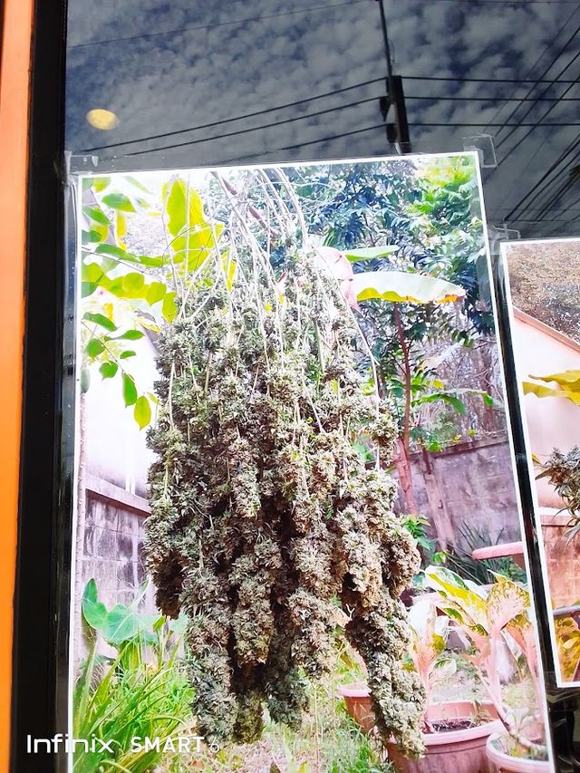 Old Town Weed Delivery storefront