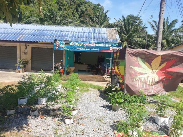 Station cannabis สถานีกัญชา (ลุงแอ๊ด) storefront