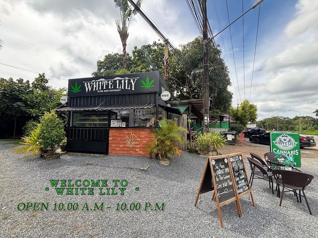 WHITE LILY cannabis dispensary & weed shop klong hang krabi storefront