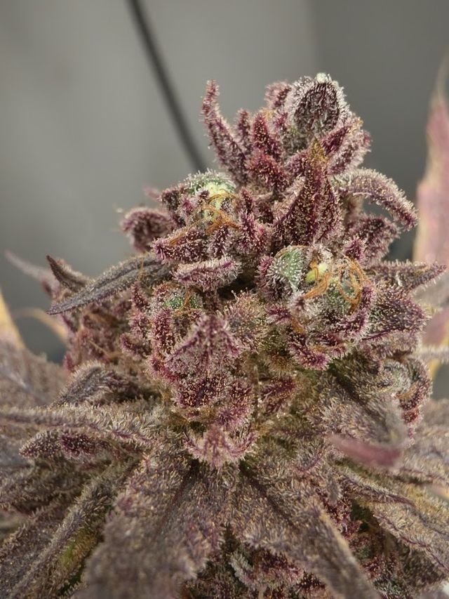 Nonpad Cannabis By.Twin Farm OG storefront