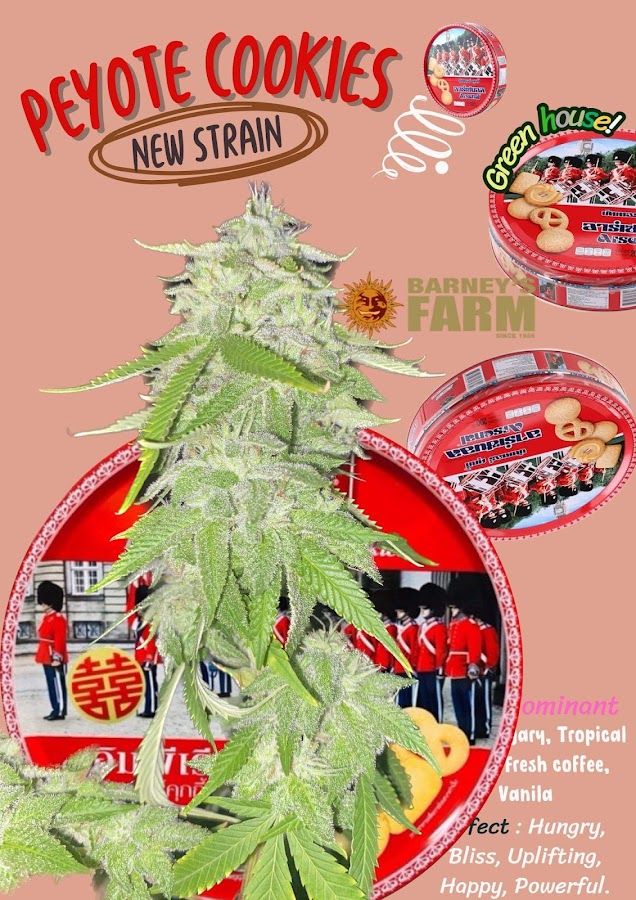 ชาหน้าบ้าน Cannabis Shop storefront in Nakhon Si Thammarat