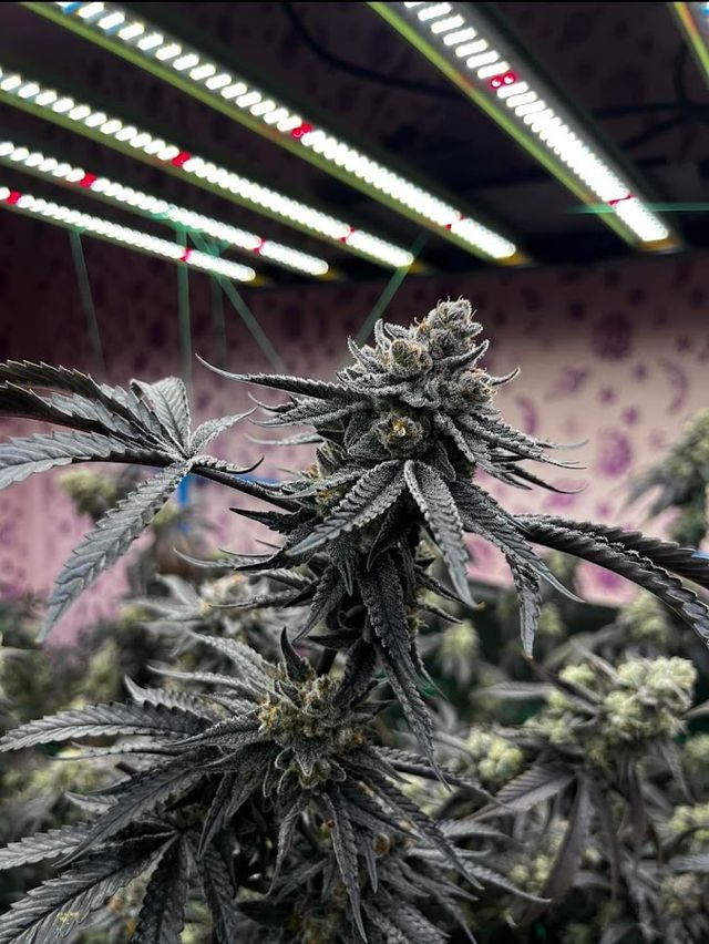 Mudin Cannabis Shop storefront