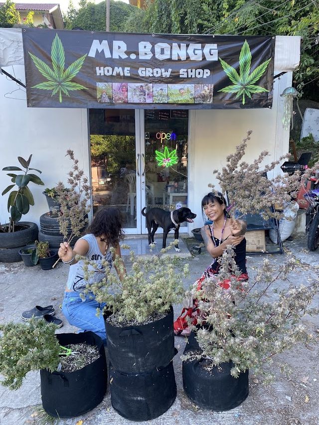 MR.BONGG CHILL ZONE SMOKE WEED & PLAY GAME storefront