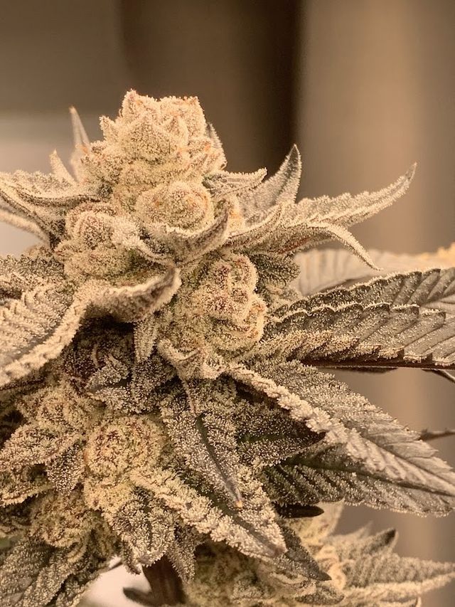 Rolling joint OG Quality weed cannabis วิสหกิจชุมชน 420กระท่อมกัญชาแร่นองฟาร์ม storefront