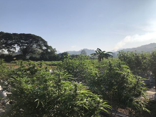 Farm Cannabis (MR.J) storefront