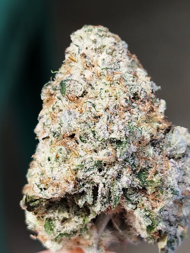 Ganja garden ( CNX ) storefront