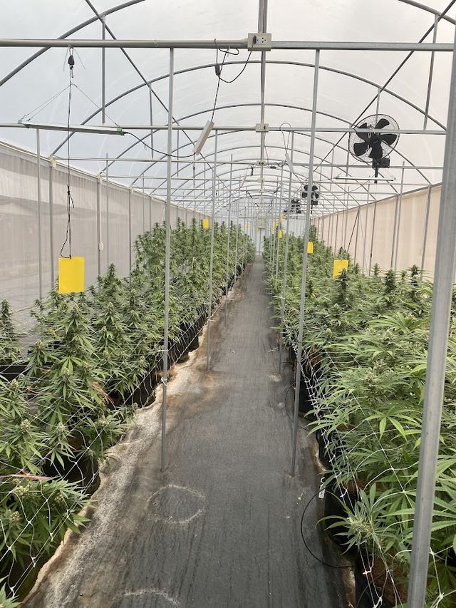โรงกัญชาดอยยาว Cannabis Farm storefront