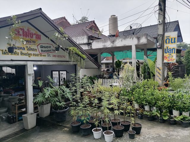 SKP Cannabis - กัญชา storefront