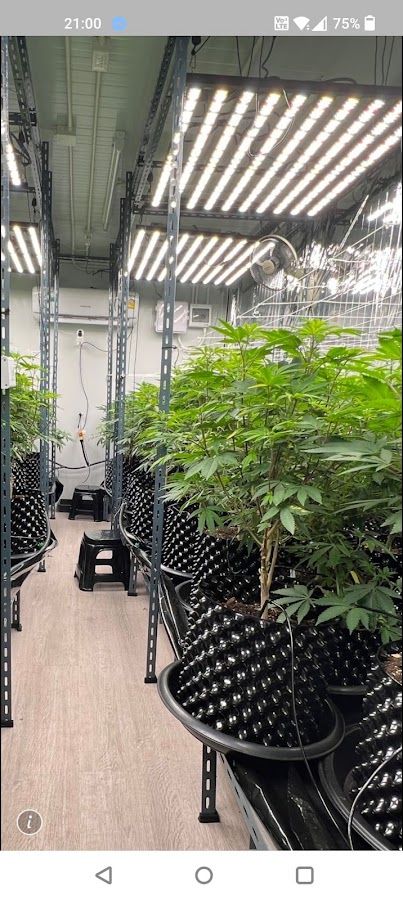 V HIGH THC cannabis Farm วีไฮ ฟาร์มกัญชา 大麻 storefront
