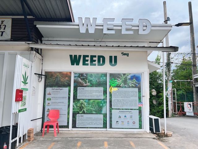 Weed U - Weed Shop ร้านกัญชา Cannabis Store Chiang Mai storefront