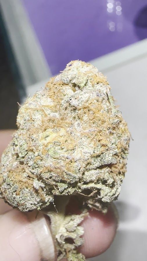 SKP Cannabis 2 - กัญชา storefront