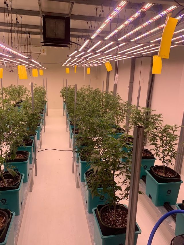 Bodhi Farm Weedกัญชาลำพูน JungleJoints dispensary Cannabis shop storefront