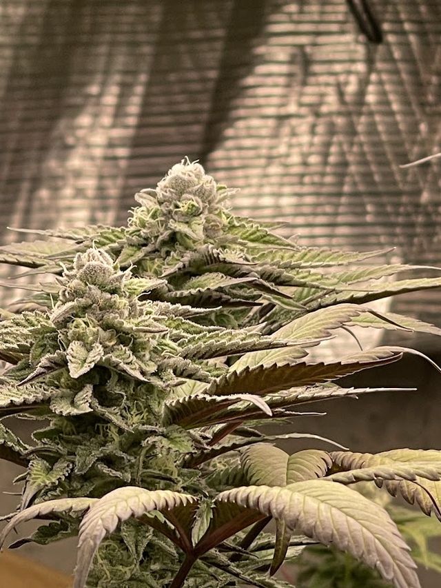Mavoix Weed Field มาวัว วีดฟิลด์ storefront