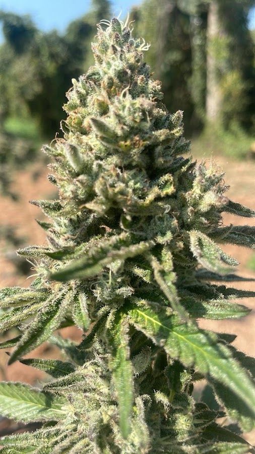 Masumi cannabis farm storefront