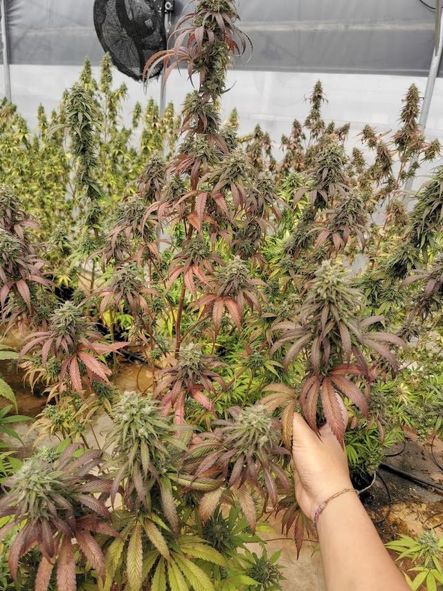 ช้างตาแดง ( Cannabis Farm Thailand ) storefront