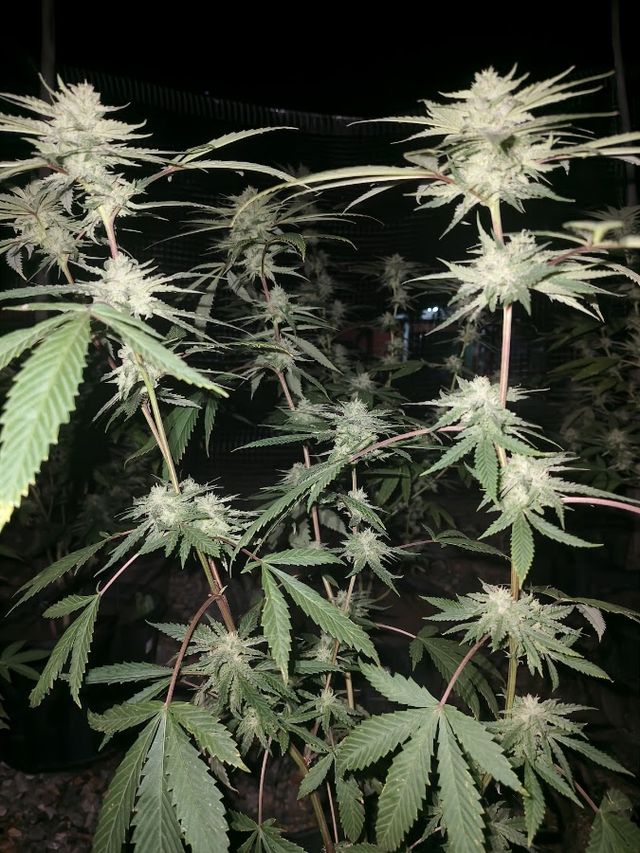 อินเตอร์ฟาร์ม cannabis storefront
