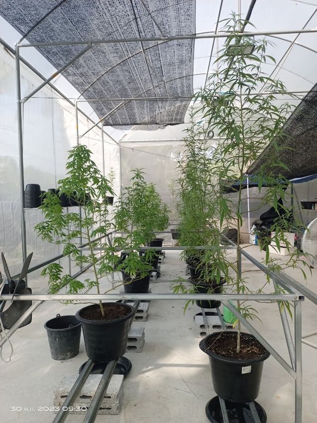 Worawan Cannabis Organic Farm storefront