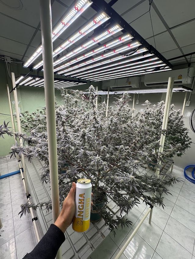 Cannabis haze storefront