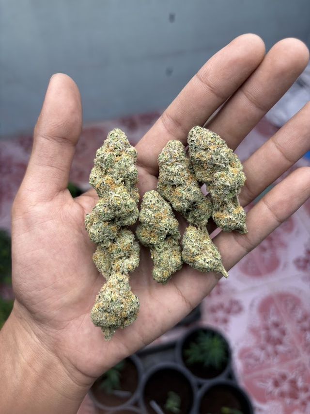 Exotic Cannabis's storefront