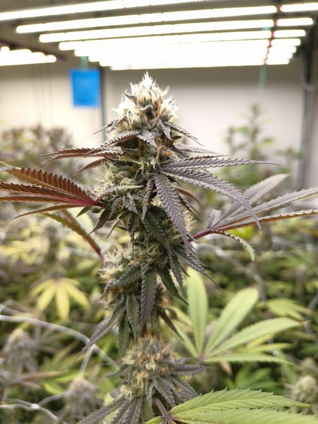 CANNABIS SHOP ตาลุงหัวล้านออแกนิค3 storefront