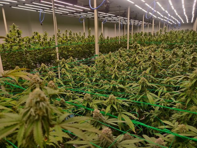 AP Cannabis farm storefront