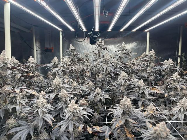 Grow & Grin - Cannabis Friends ร้านกัญชา storefront
