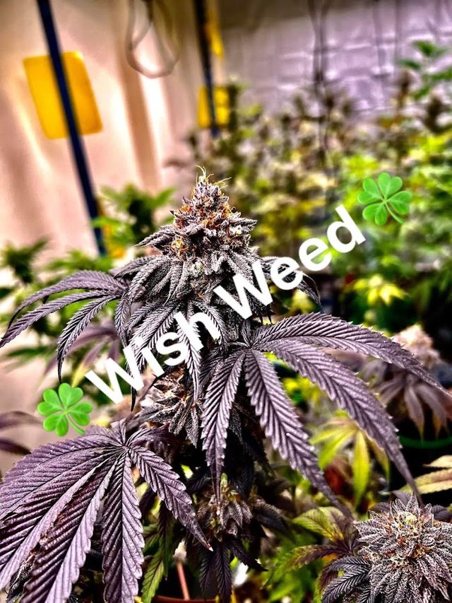 Wish Weed storefront