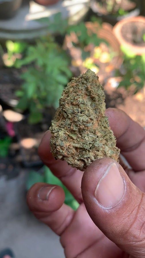 Sompong cannabis shop storefront