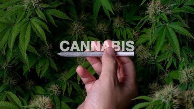 EXTRA CANNABIS storefront