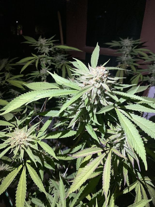 JUICYOUTDOOR cannabis storefront