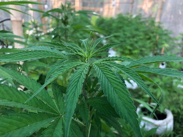 Adisak Cannabis Farm storefront