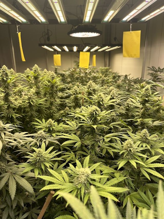 Big Fields Cannabis Farm&Shop x ร้านขายกัญชาบิ๊กฟิล storefront