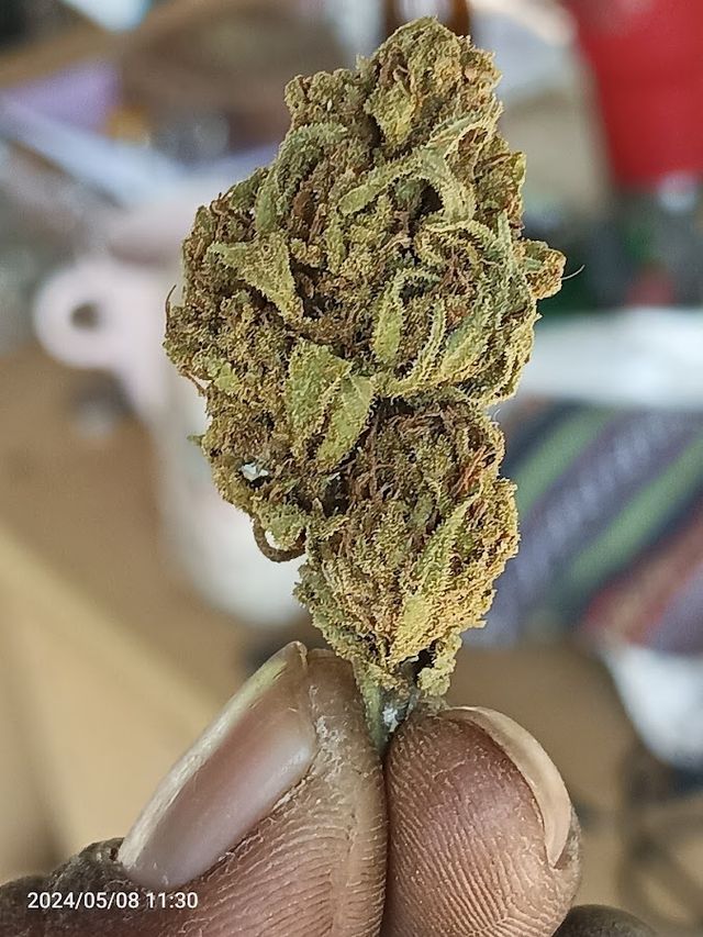 freedom cannabis station storefront