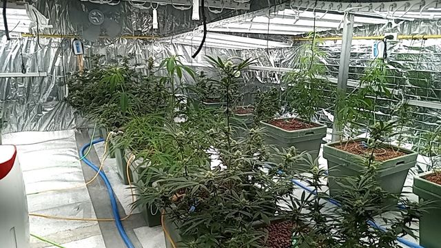 SuperBO Cannabis storefront
