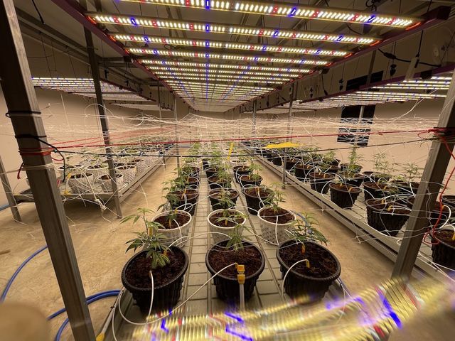 มีกัญฟาร์ม Cannabis farm ฟาร์มกัญชา storefront