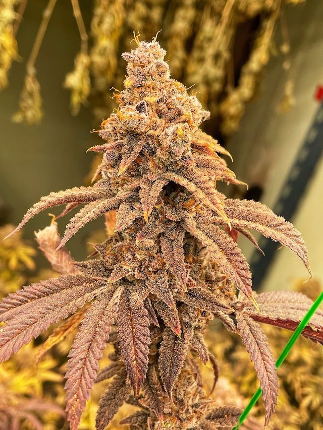 Huahin Cannabiz (weed) storefront