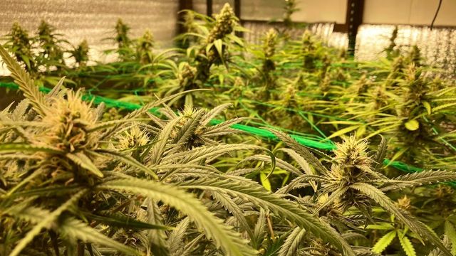 Cannabis 420 FC storefront