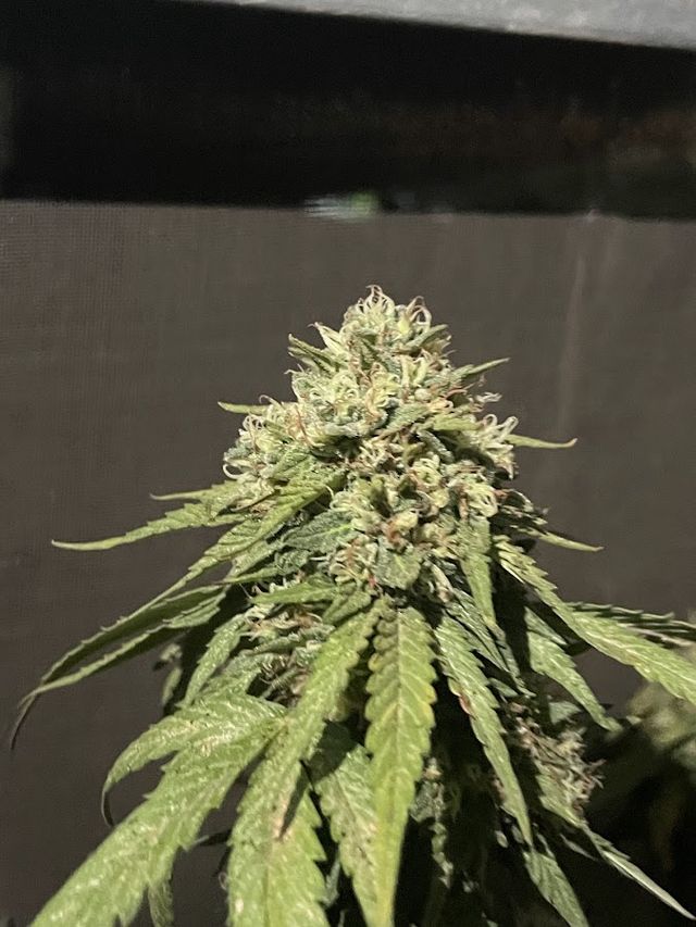 FA FARM CANNABIS storefront