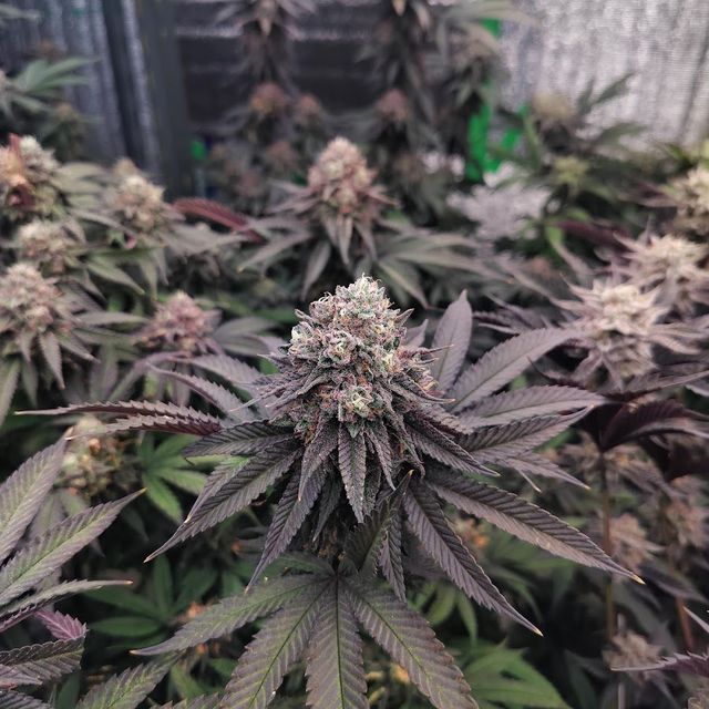 ร้านWorld of Cannabis Permpoolsub420 เพิ่มพูนทรัพย์420 storefront