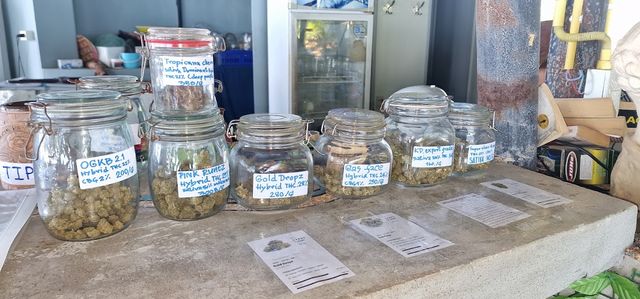 Monkey Cannabis shop storefront