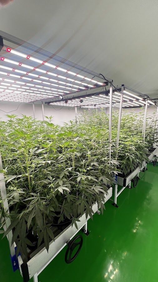 STONER WEED CANNABIS storefront
