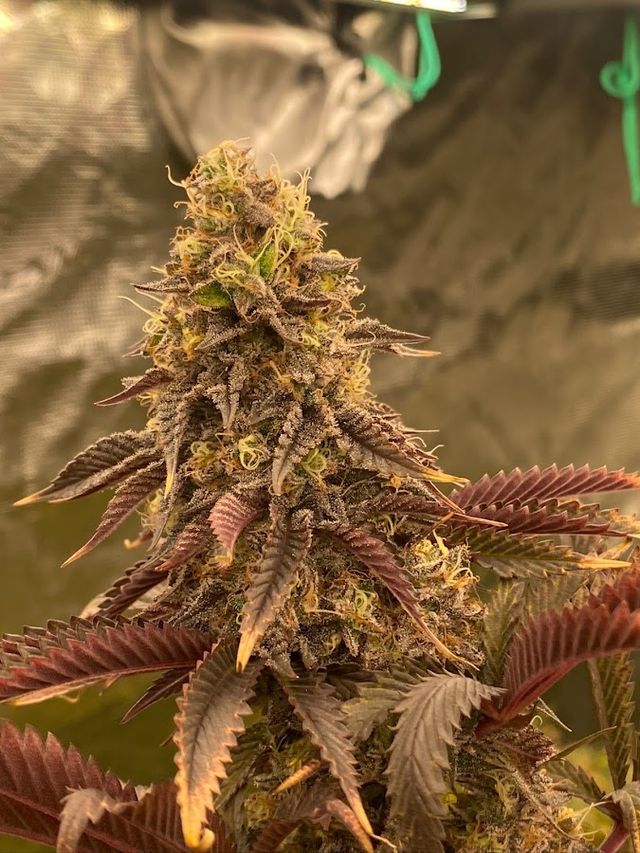Blaze Mary Cannabis storefront