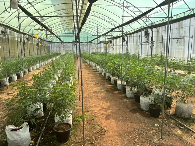 กัญ ณ ตราด Cannabis of Trad storefront