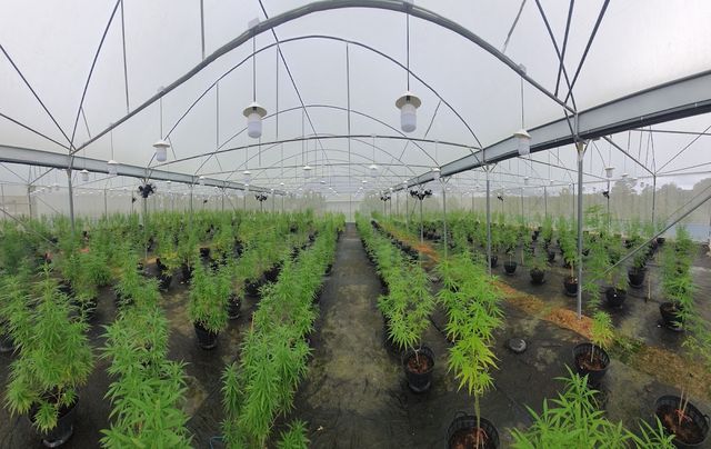 simplyGreen Cannabis Farm storefront