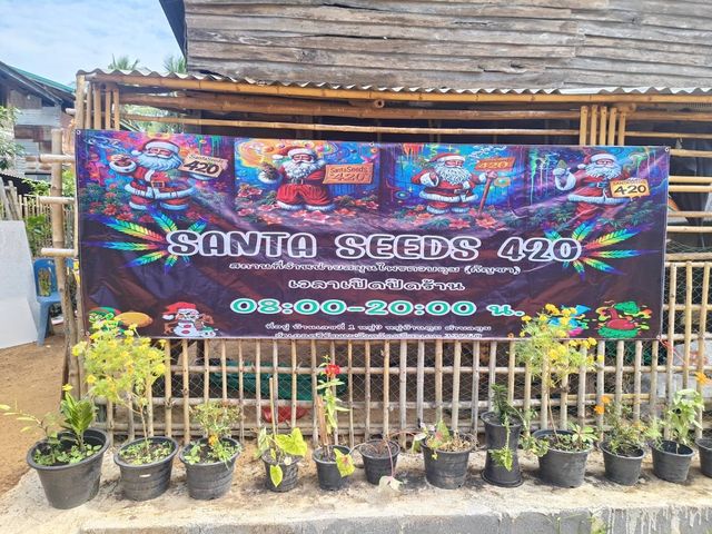 ร้านกัญชา ซานต้า 420 (Santa420) storefront