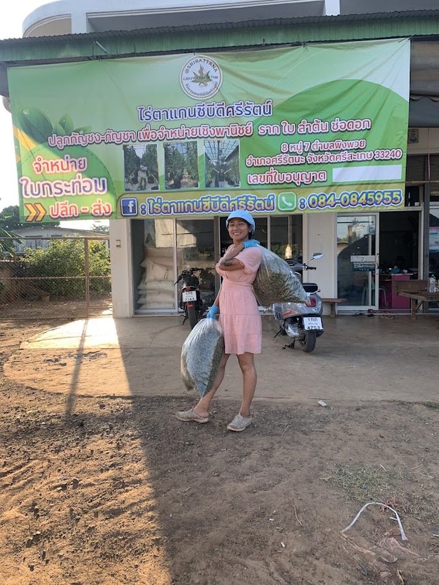 Aloha Cannabis ร้านไร่ตาแกนซีบีดีศรีรัตน์ storefront